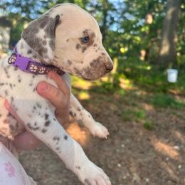 Violet(LUA) - White and liver brown female Dalmatian puppy in Wilson, North Carolina from New Horizonz Dalmatians