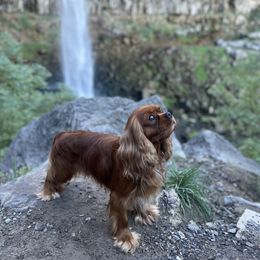 Matteo - Ruby male Cavalier King Charles Spaniel puppy in Smithfield, Utah from Bella Notte Cavaliers