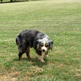 Toy Australian Shepherds from Jessica's Aussies