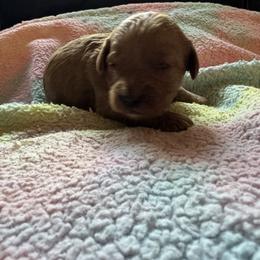 Merry - Apricot female Cavapoo puppy in Gainesville, Florida from Alyssa Xxweetdoodles