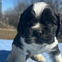 Banner - Black and white Cocker Spaniel puppy in Warrensburg, Missouri from Hirt House Saints