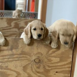 Goldendoodle and Golden Retriever Puppies from Mason Farm Goldens