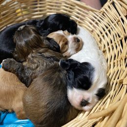 Cocker Spaniel Puppies from Mable meadows Cockers