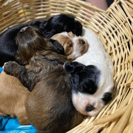 Cocker Spaniel Puppies from Mable meadows Cockers
