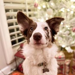 Millie - Border Collie