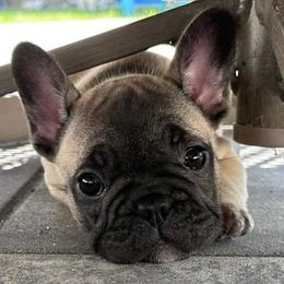 Dachshunds and French Bulldogs from Brooklyn Beefcakes