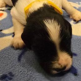 Spike - Black and white male English Springer Spaniel puppy in Palisade, Colorado from Bigfoot's Kennel