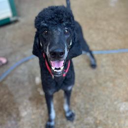 Cash - Poodle