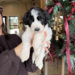 Ellen - Black and white female Bernedoodle puppy in Yuba City, California from Ranch House Doodles