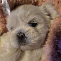 Tilly - Cream and white female Shih Tzu puppy in Filer, Idaho from Shih Tzu Kennels