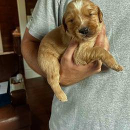 Golden Retriever Puppies from Red-Dawn