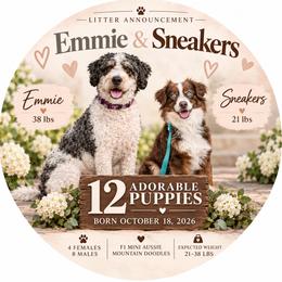 Australian Mountain Doodle puppies from Angel Pups Deluxe
