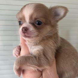 Allie - Blue fawn female Chihuahua puppy in Coweta, Oklahoma from Green Country Chihuahuas
