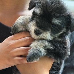 Cassie (the runt) - Black and silver female Miniature Schnauzer puppy in Hull, Georgia from Ardent Miniature Schnauzers of Athens