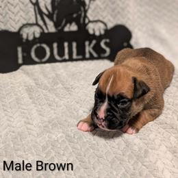 Brown collar - Fawn male Boxer puppy in Mount Zion, Illinois from Foulk's Boxer Puppies