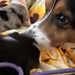 Cardigan Welsh Corgi Puppies from Wasatch