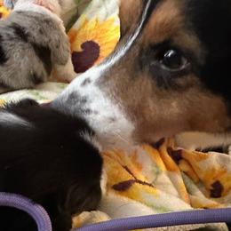 Cardigan Welsh Corgi Puppies from Wasatch