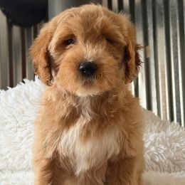 Female 3 - Apricot female Goldendoodle puppy in Haleyville, Alabama from Susan’s Prefurred Doodles