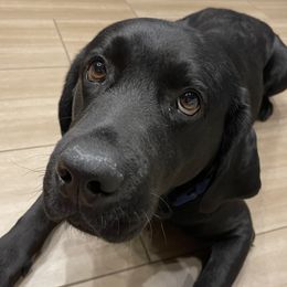 Brock - Labrador Retriever