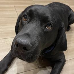 Brock - Labrador Retriever