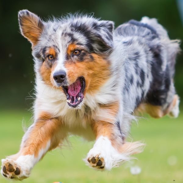 Australian Shepherd