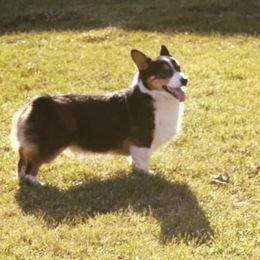 Wrigs - Pembroke Welsh Corgi