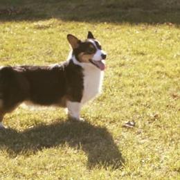 Wrigs - Pembroke Welsh Corgi