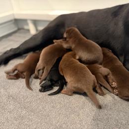 Girl 7 - Black female Labrador Retriever puppy in San Diego County, California from Travis’ Chocolate Labradors
