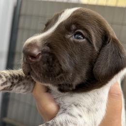 Fudge Stripe - Liver roan male German Shorthaired Pointer puppy in Six Mile, South Carolina from The Proper Pointer Co.