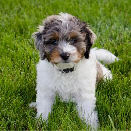 Sneezy - male Australian Mountain Doodle puppy in Decatur, Illinois from Signature Doodles