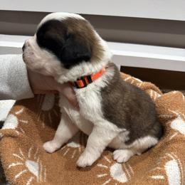 Girl 2 - female Saint Bernard puppy in Paramount Long Meadow, Maryland from M&R SKYHAVEN SAINTS