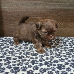 Male 3 - Liver male Shih Tzu puppy in Meadows Of Dan, Virginia from Walt’s Shih Tzus