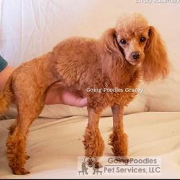 Gracie - Poodle