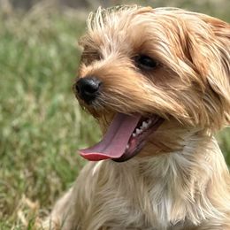 Morkies and Yorkshire Terriers from Pawsh Pups Boutique