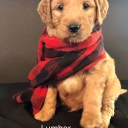 Goldendoodle Puppies from Cindy Totten