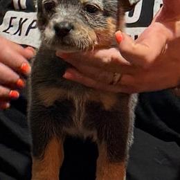 Rosette - Blue female Australian Cattle Dog puppy in Sanger, Texas from Straight Arrow Australian Cattle Dogs