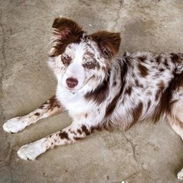 Australian Shepherds, Miniature American Shepherds, Miniature Australian Shepherds, and Toy Australian Shepherds from Wigglebutts Unlimited