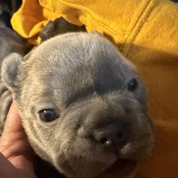 Mr Smith - Blue male French Bulldog puppy in Deer Park, Texas from Lots of Ropes French Bulldogs