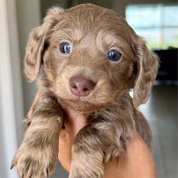 Mozarella - Fawn (isabella) and cream male Dachshund puppy in Winter Haven, Florida from Dreamwork Dachshunds