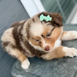 Teal collar - Red merle female Aussiedoodle puppy in 32046, Florida from River Hill Ranch