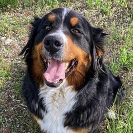 Piper - Bernese Mountain Dog