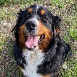 Piper - Bernese Mountain Dog