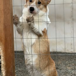 Cardigan Welsh Corgi, Golden Retriever, and Pembroke Welsh Corgi All Grown Up from Dream Giver Corgis