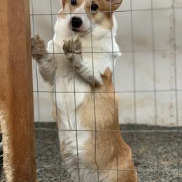Cardigan Welsh Corgi, Golden Retriever, and Pembroke Welsh Corgi All Grown Up from Dream Giver Corgis