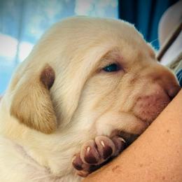 Grant - Yellow male Labrador Retriever puppy in Penn Valley, California from High Quality Labrador Retrievers and French Bulldogs