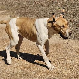Savage - Great Dane