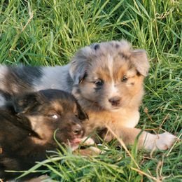 Australian Shepherd Puppies from Rockin D Ranch