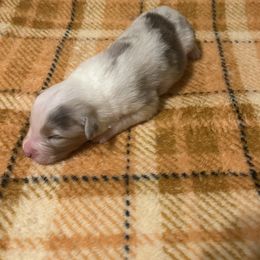 Oliver - male Australian Shepherd puppy in Arcanum, Ohio from Krafthaus Rottweilers