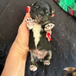 Girl 2 - Black and tan female Chihuahua puppy in Anoka, Minnesota from Anoka County MN AKC Chihuahuas