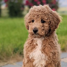 Bernedoodles and Goldendoodles from Legacy Doodles